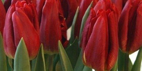 Tulip jaka ljubav: fotografija, opis, sadnja i njega